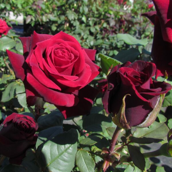 Deep Secret Standard Rose