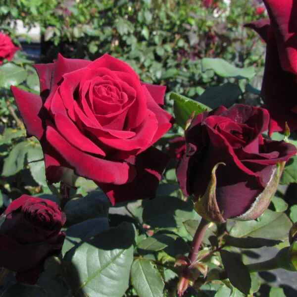 Deep Secret Standard Rose