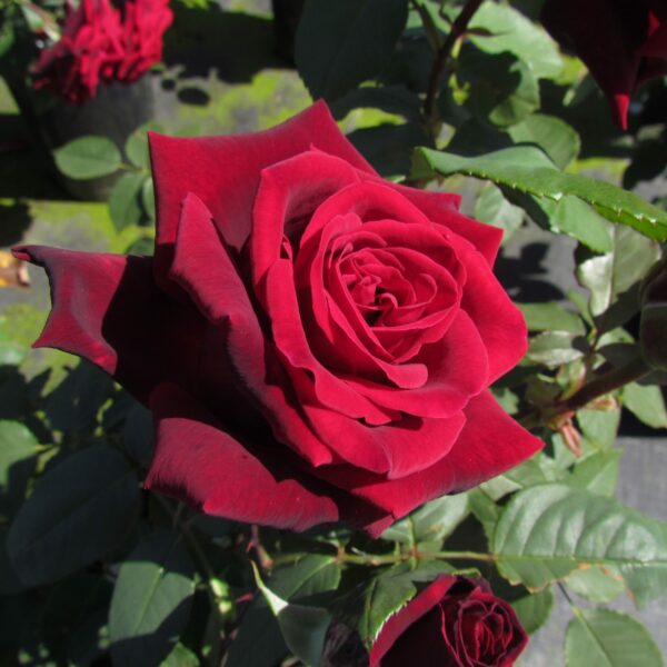 Deep Secret Standard Rose