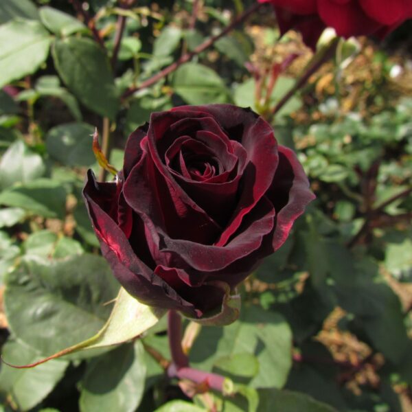 Deep Secret Standard Rose