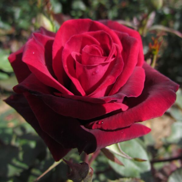 Deep Secret Standard Rose