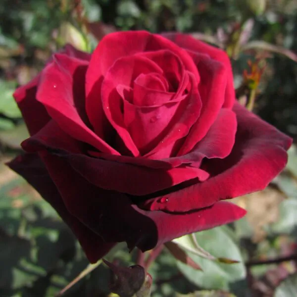 Deep Secret Standard Rose