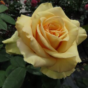 Jan's Delight