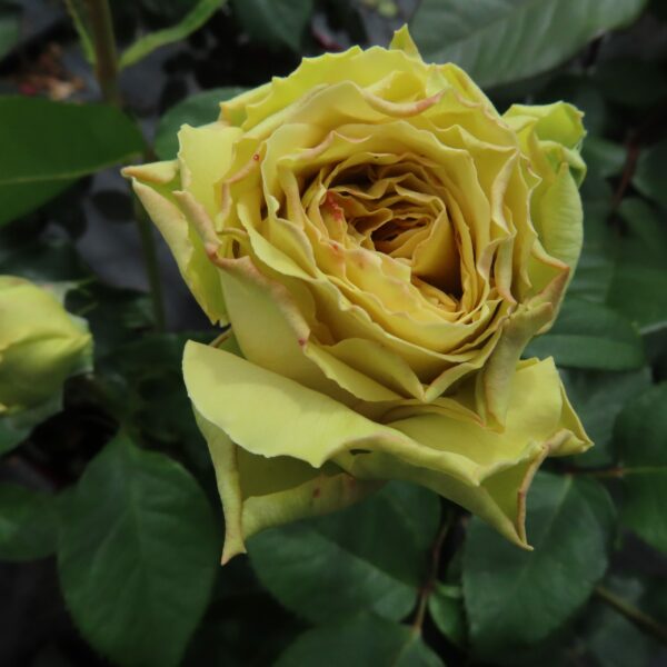 Jan's Delight
