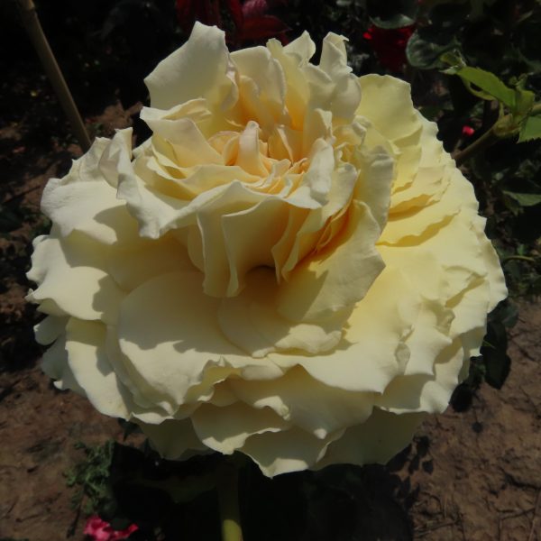 Jan's Delight