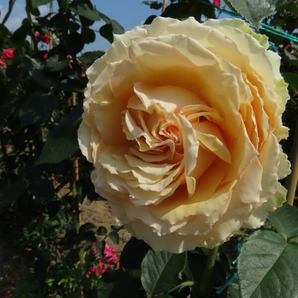 Jan's Delight