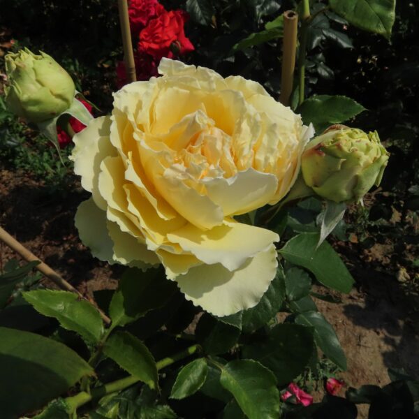 Jan's Delight