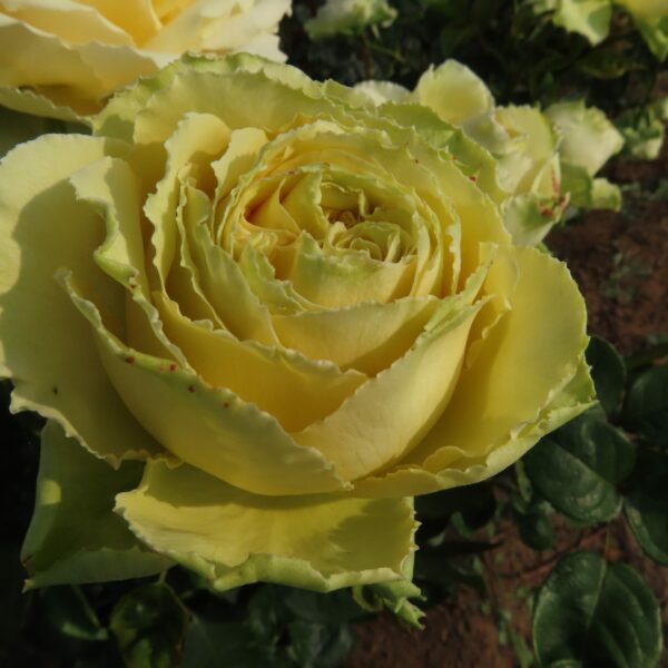 Jan's Delight
