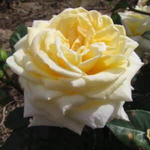 Diamond Wedding Standard Rose - Image 3