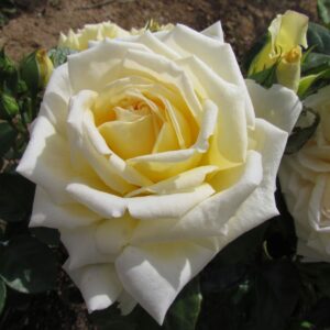 Diamond Wedding Standard Rose - Image 4
