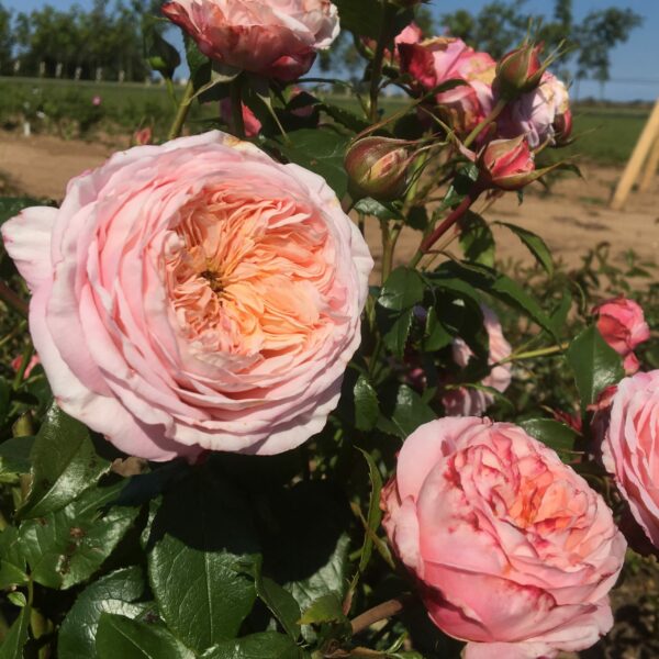 Domaine De Chantilly