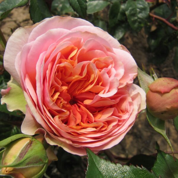 Duchess Of Cornwall