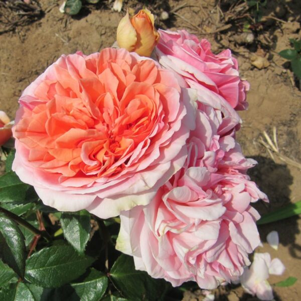 Duchess Of Cornwall