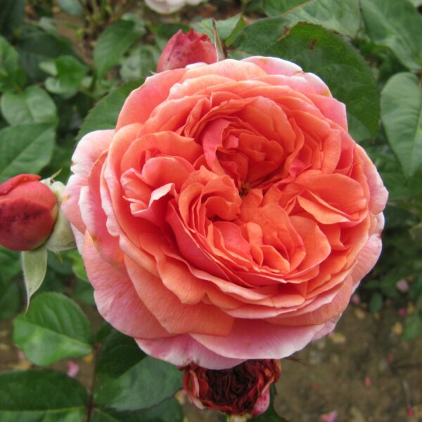Duchess Of Cornwall