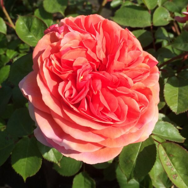 Duchess Of Cornwall