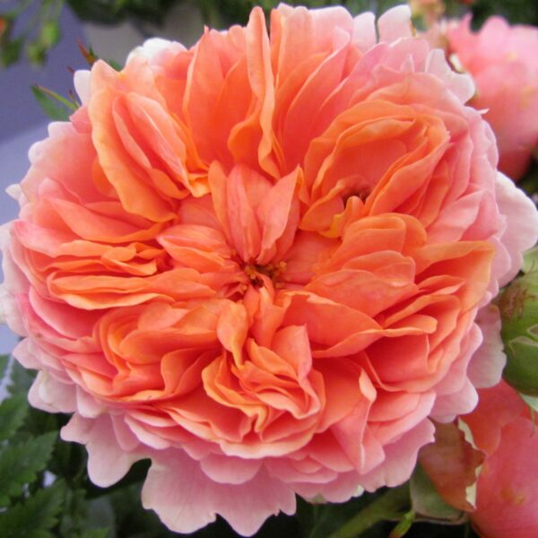Duchess Of Cornwall