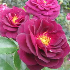 Ebb Tide Standard Rose - Image 3