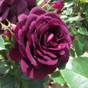 Ebb Tide Standard Rose - Image 5