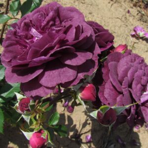 Ebb Tide Standard Rose - Image 6