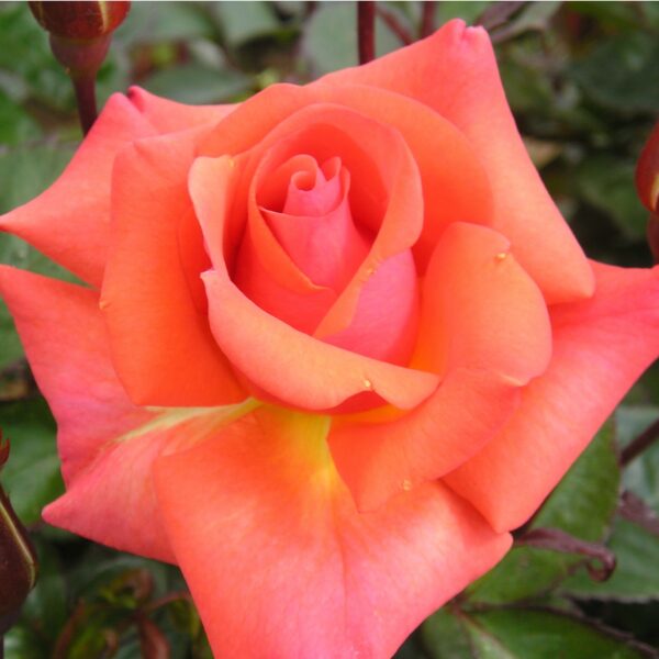 Edward’s Rose