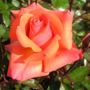 Edward’s Rose