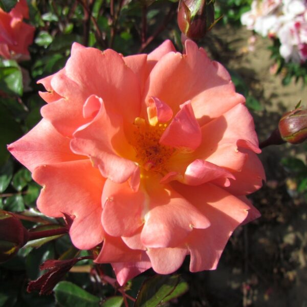 Edward’s Rose