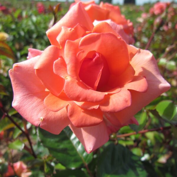 Edward’s Rose