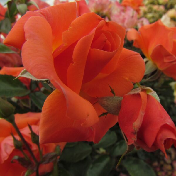 Edward’s Rose