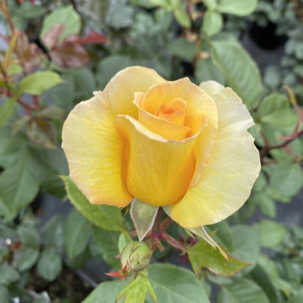 Especially For You