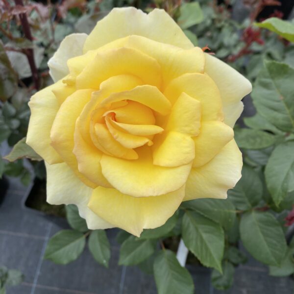 Especially For You