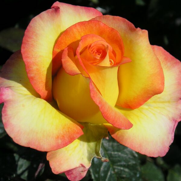 Especially For You