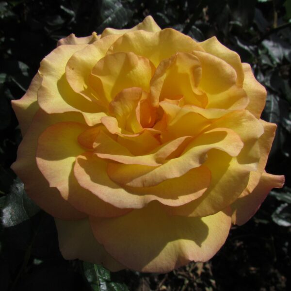 Especially For You
