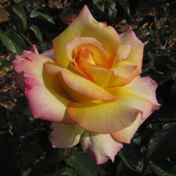 Especially For You