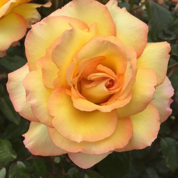 Especially For You
