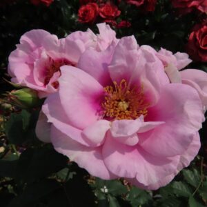 Eyes For You - Image 6