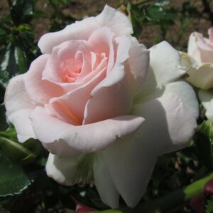 Fair Eva Weeping Standard Rose - Image 2