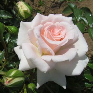 Fair Eva Weeping Standard Rose - Image 4