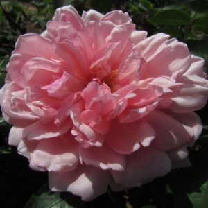 Fair Eva Weeping Standard Rose - Image 5