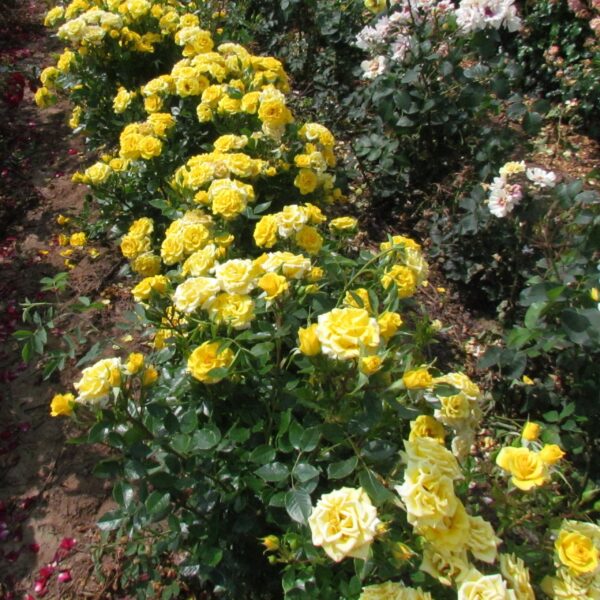 Flower Power Gold