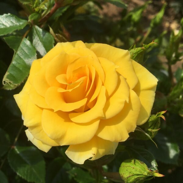 Flower Power Gold