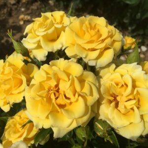 Flower Power Gold - Image 2