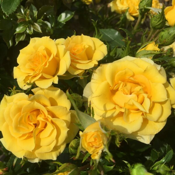 Flower Power Gold