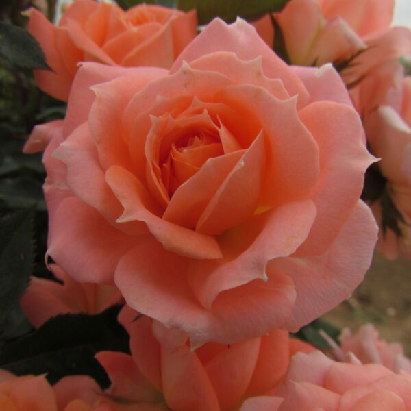 Flower Power