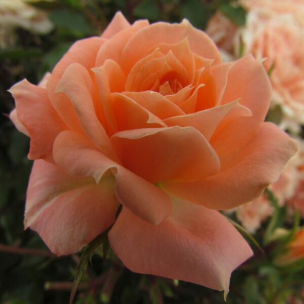 Flower Power