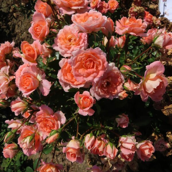 Flower Power