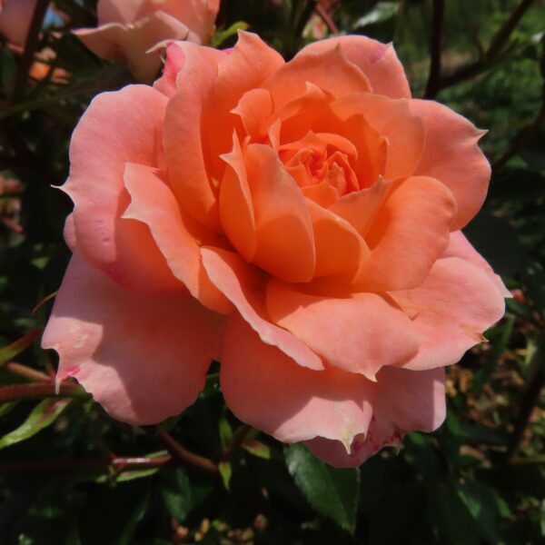 Flower Power