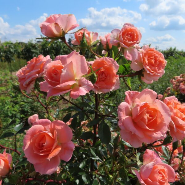 Flower Power