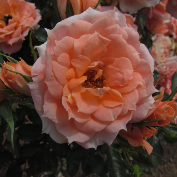 Flower Power