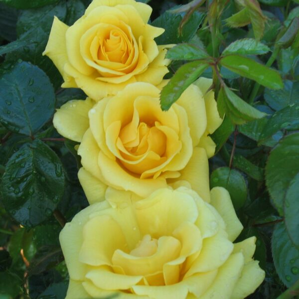 Gardener's Glory