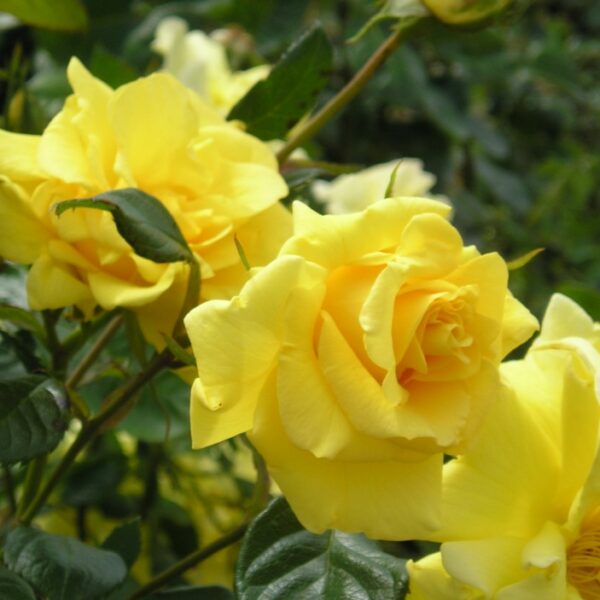 Gardener's Glory